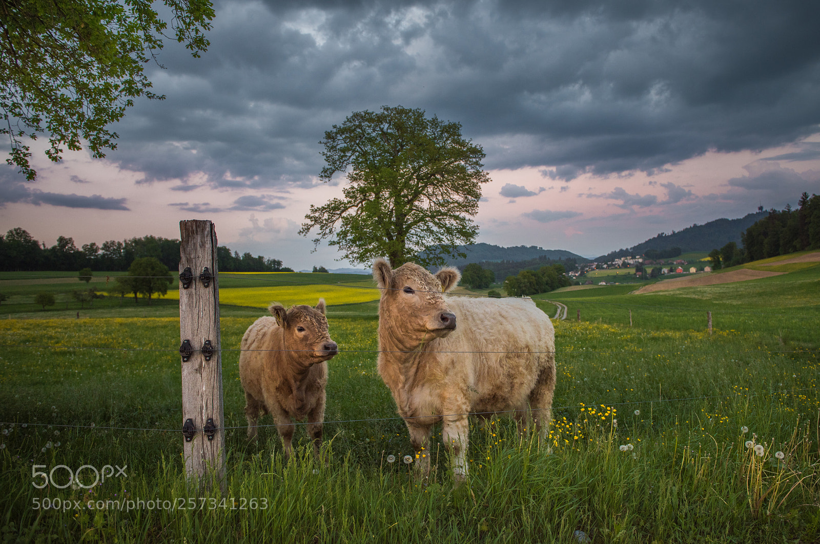 Nikon D810 sample photo. Cows enjoy sunset photography