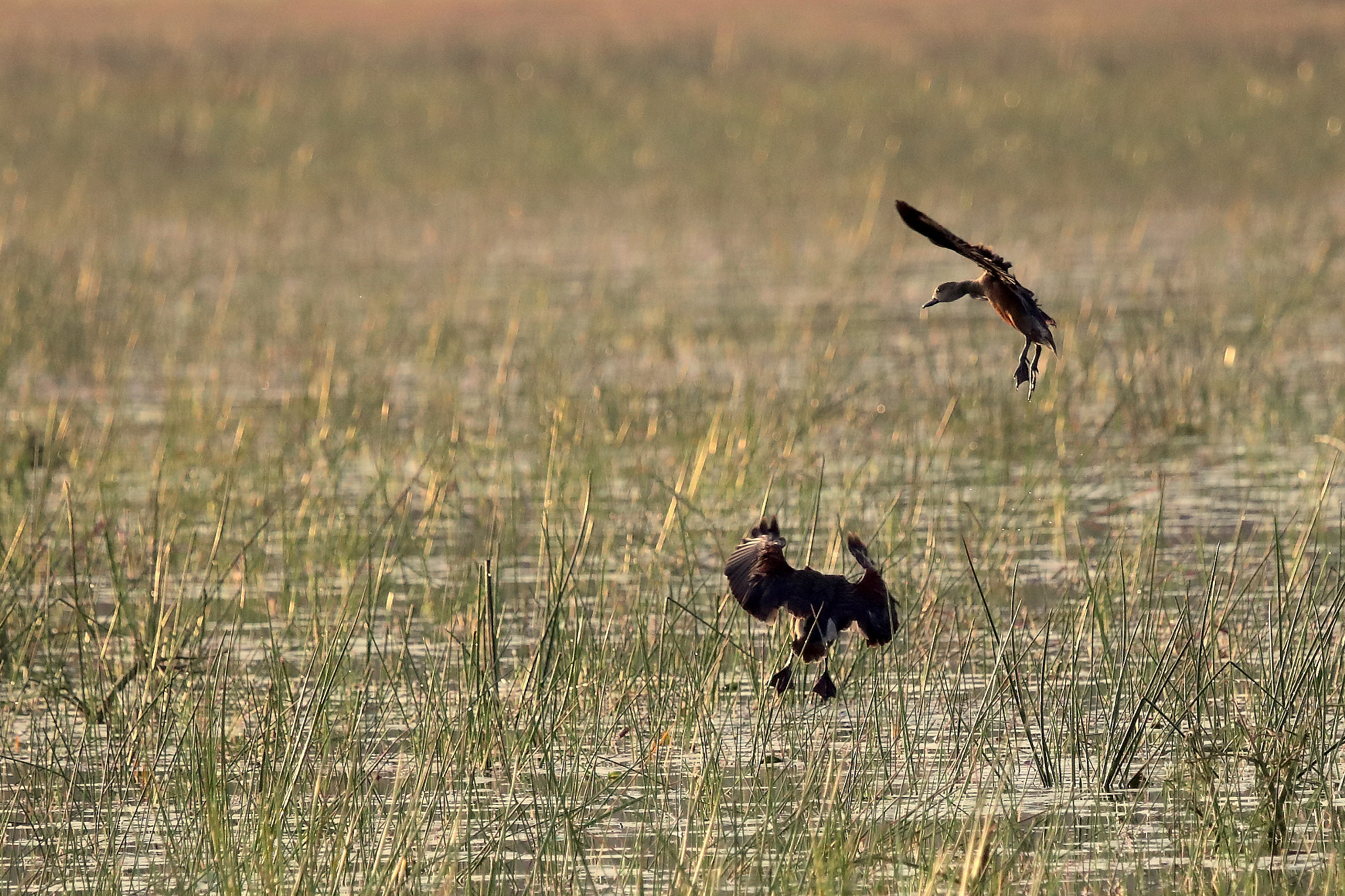 Canon EF 100-400mm F4.5-5.6L IS USM sample photo. Whistling teal photography