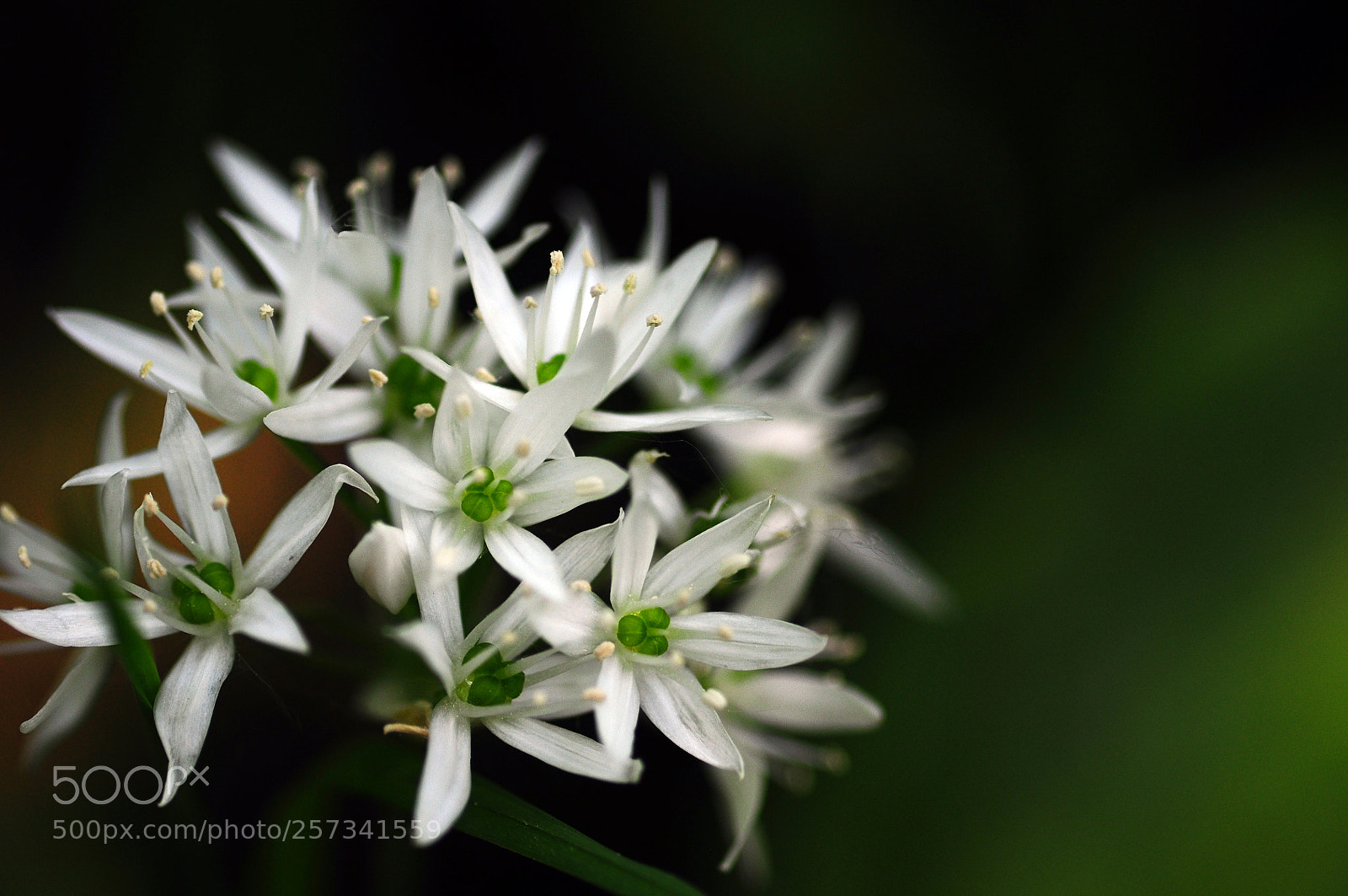 Nikon D90 sample photo. Vegetal fireworks 4 photography