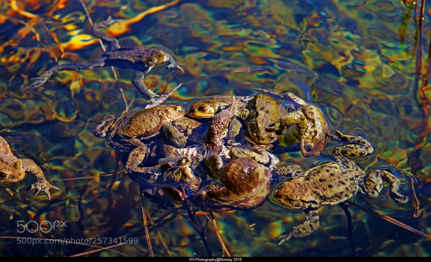Canon EOS 70D sample photo. Love fight. photography