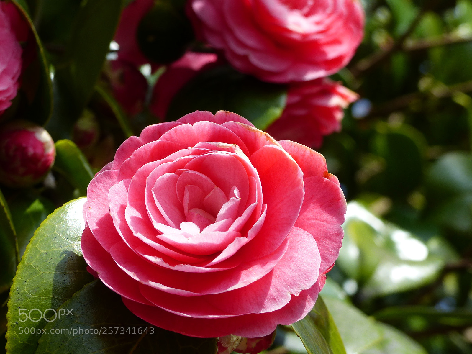 Panasonic Lumix DMC-FZ200 sample photo. Camelia photography