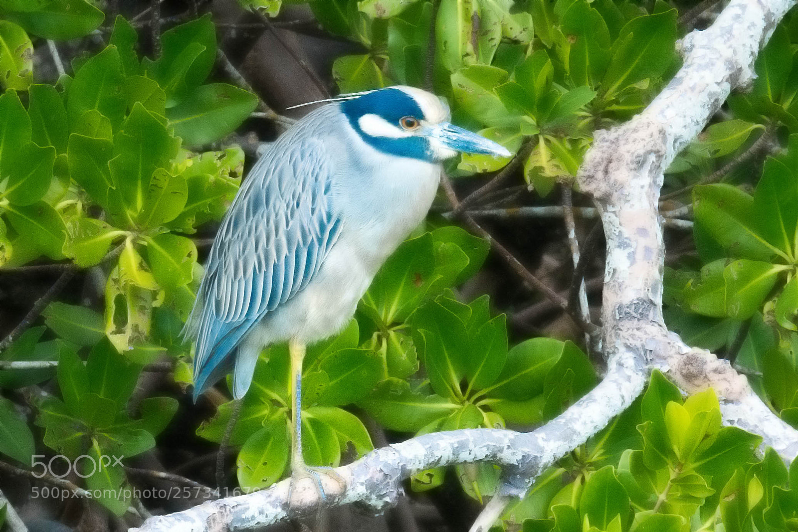 Nikon D7100 sample photo. Yellow-crowned night heron photography