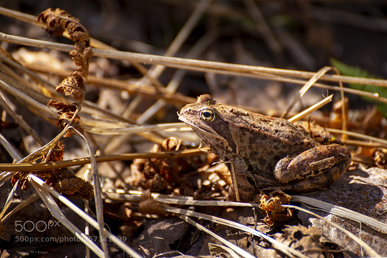 Nikon D610 sample photo. Frog photography