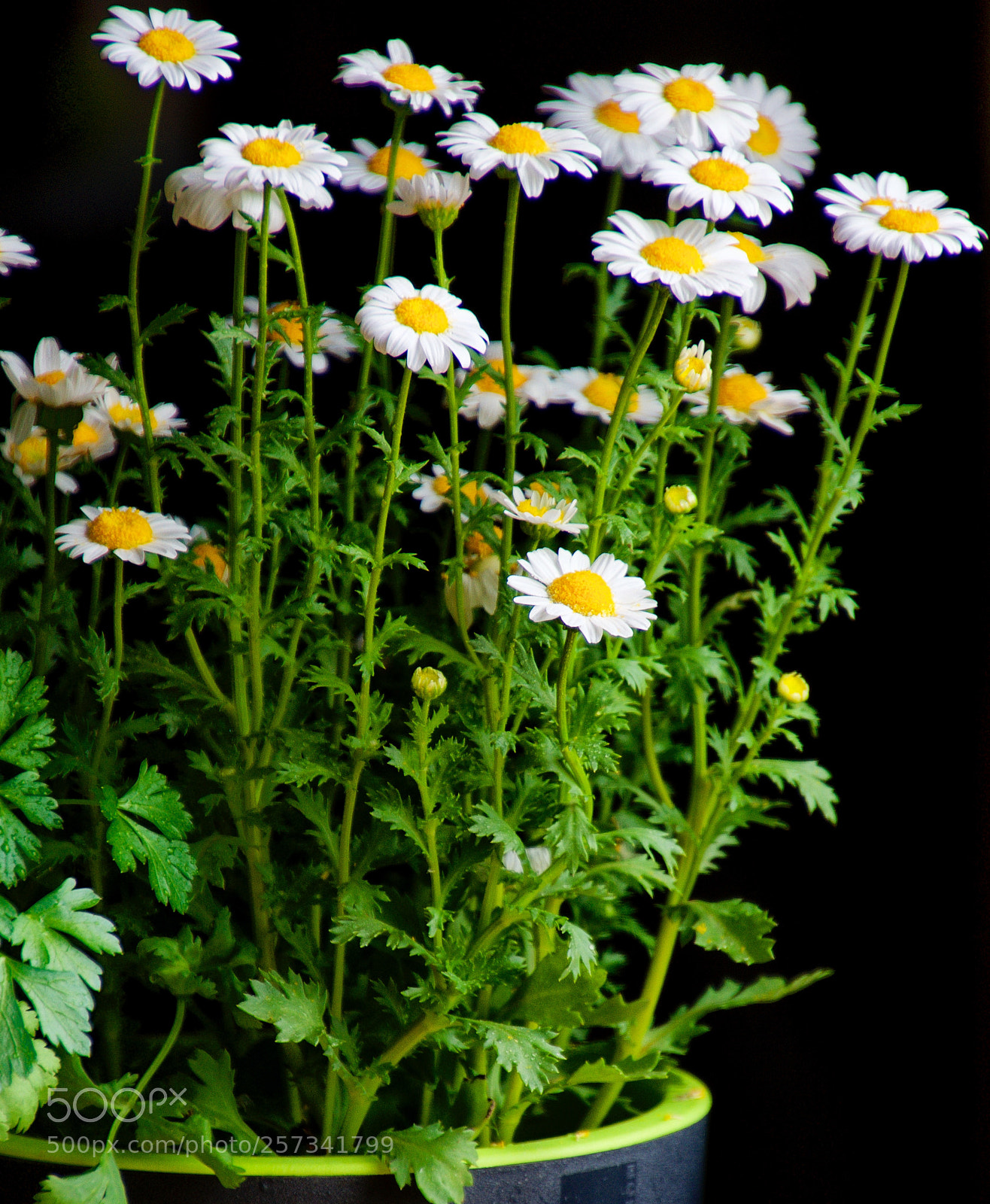 Nikon D7200 sample photo. Margaritas photography