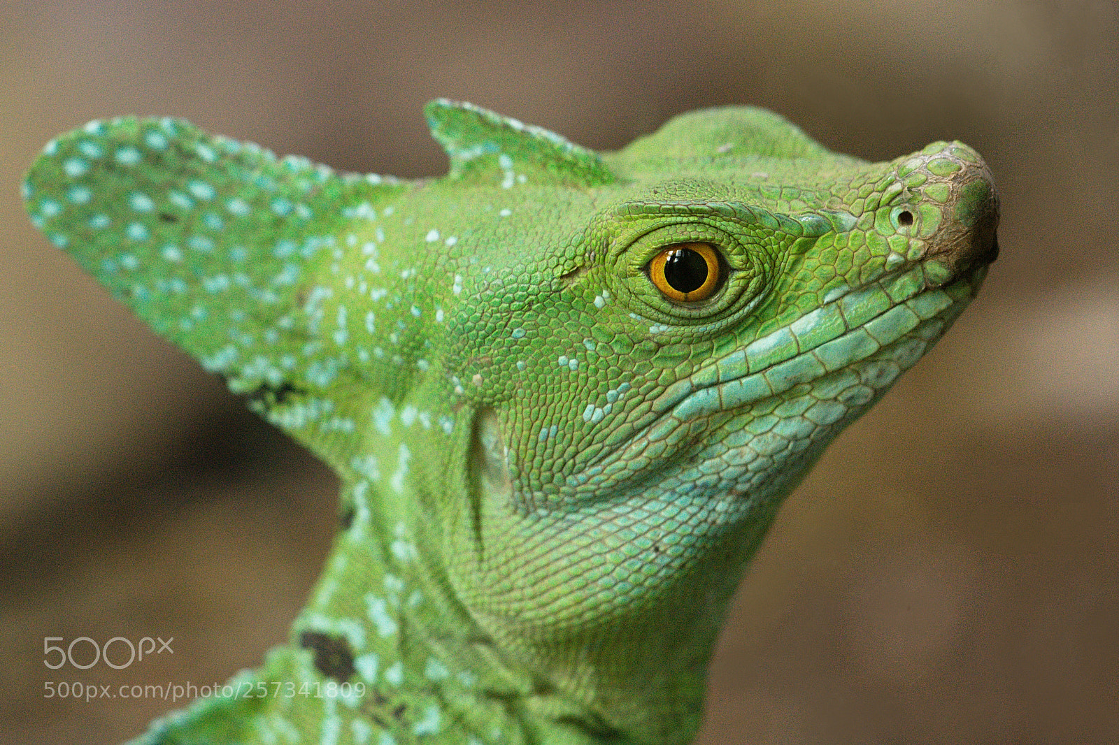 Nikon D7200 sample photo. Portrait of a green photography