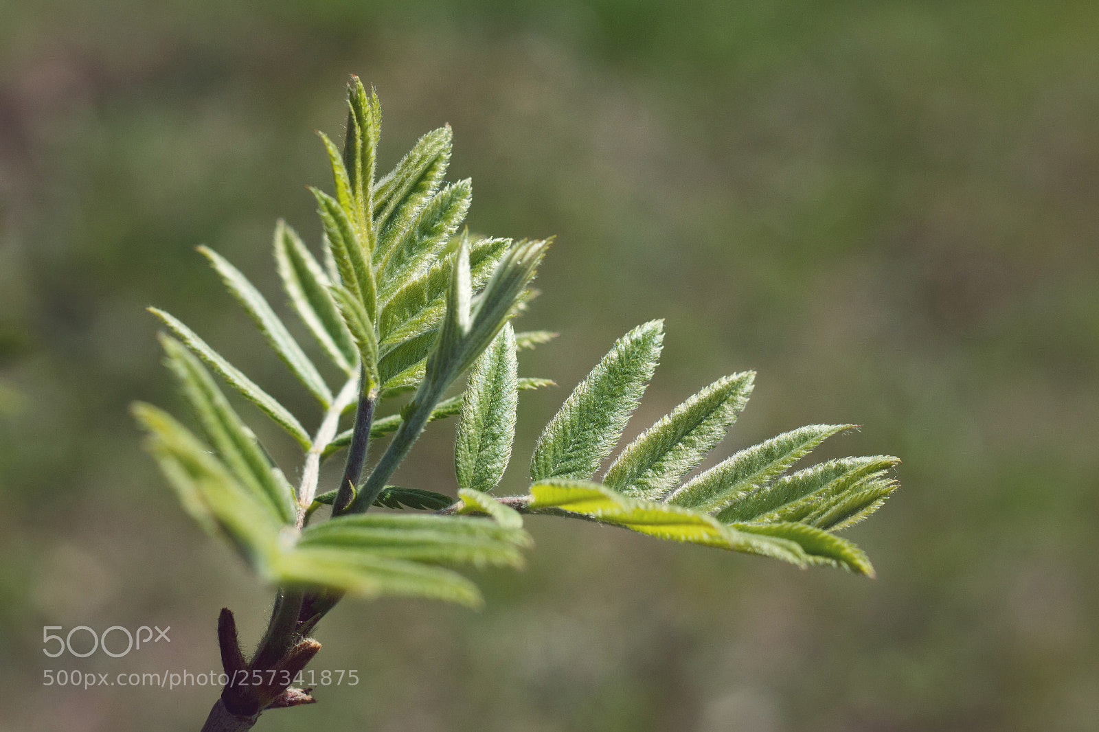 Canon EOS 700D (EOS Rebel T5i / EOS Kiss X7i) sample photo. New leaves photography