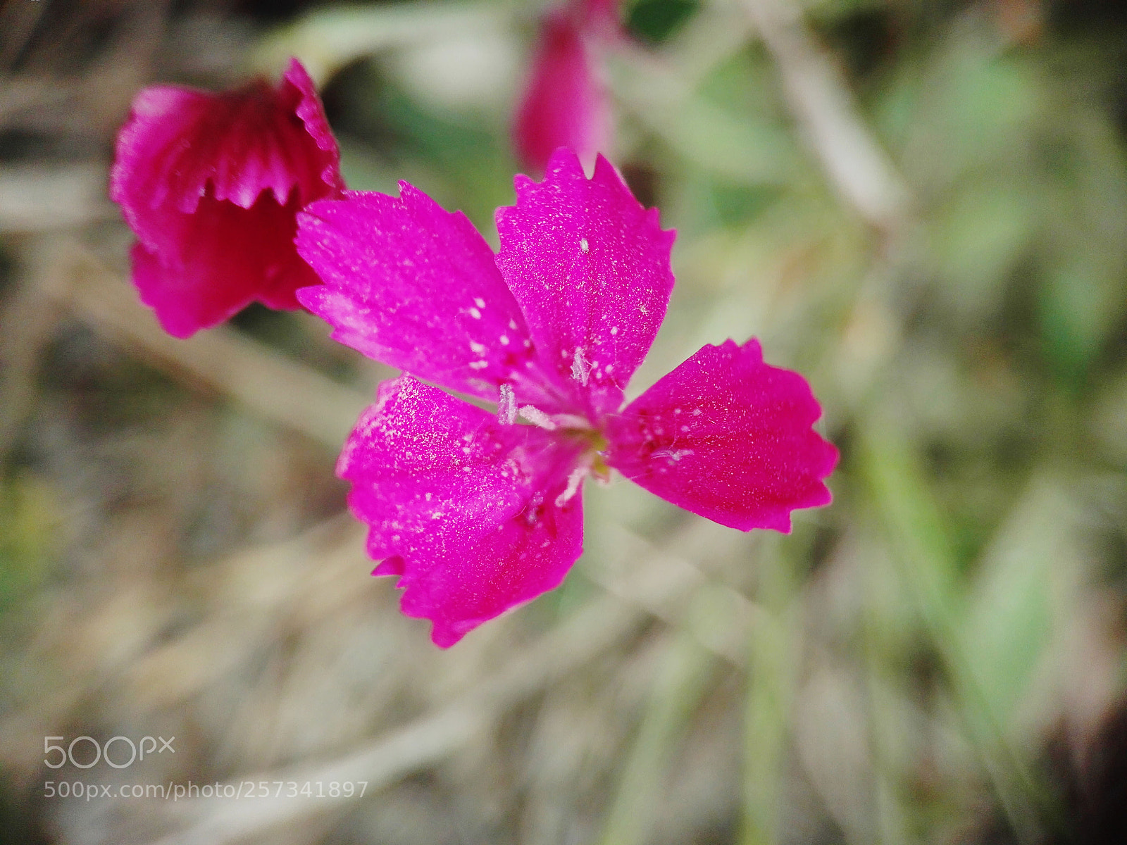 HUAWEI P8 Lite sample photo. Untitled photography