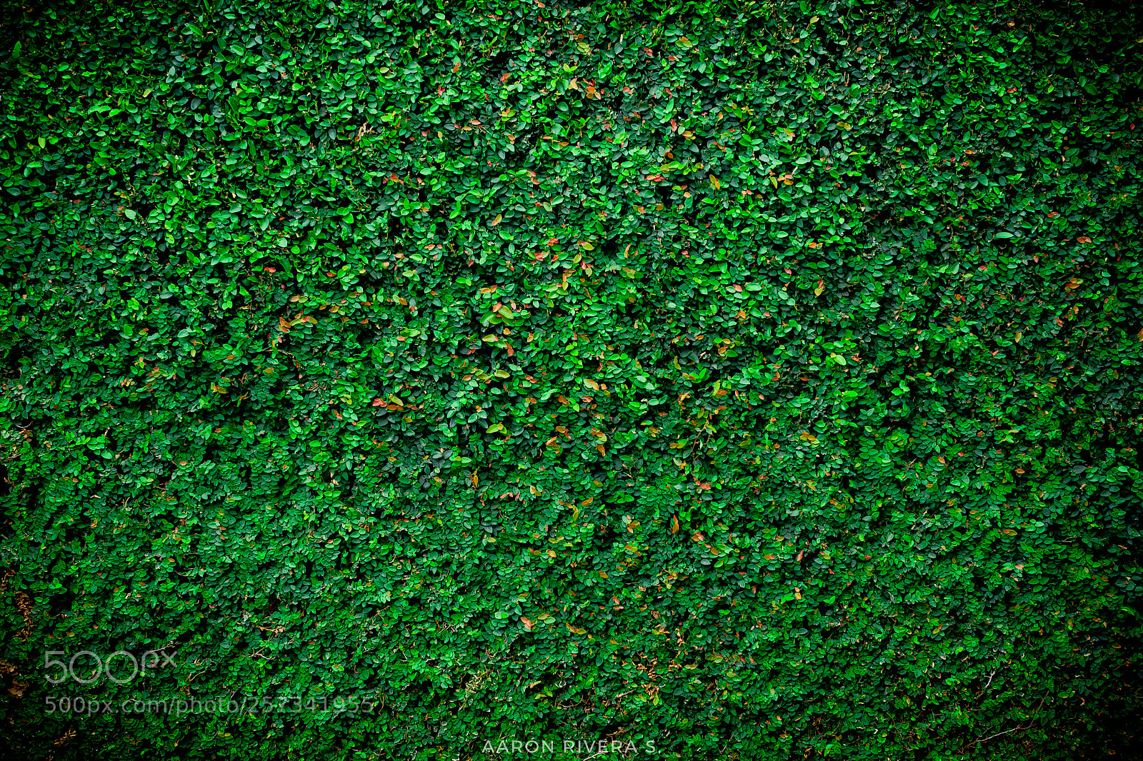 Canon EOS 1300D (EOS Rebel T6 / EOS Kiss X80) sample photo. Wall of the leaves photography