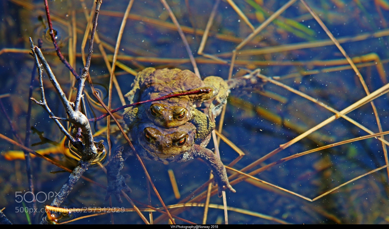 Canon EOS 70D sample photo. Springtime love 1. photography