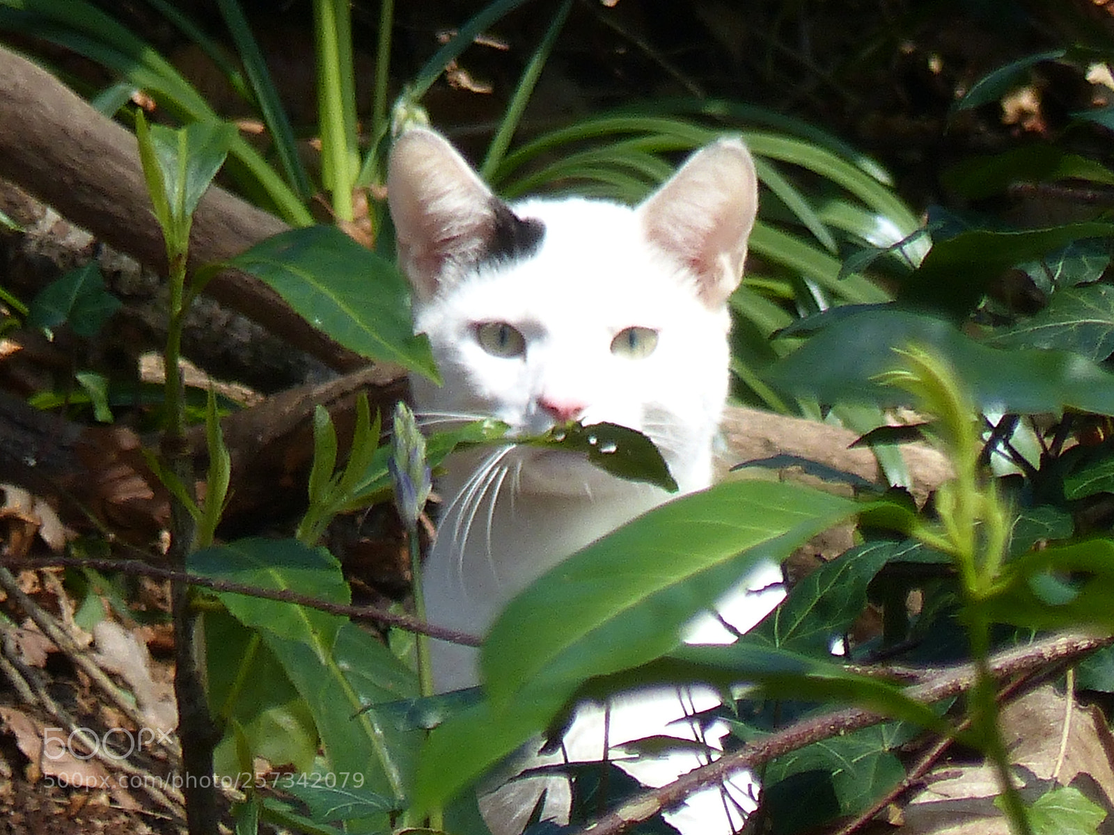 Panasonic Lumix DMC-FZ200 sample photo. Moustache photography