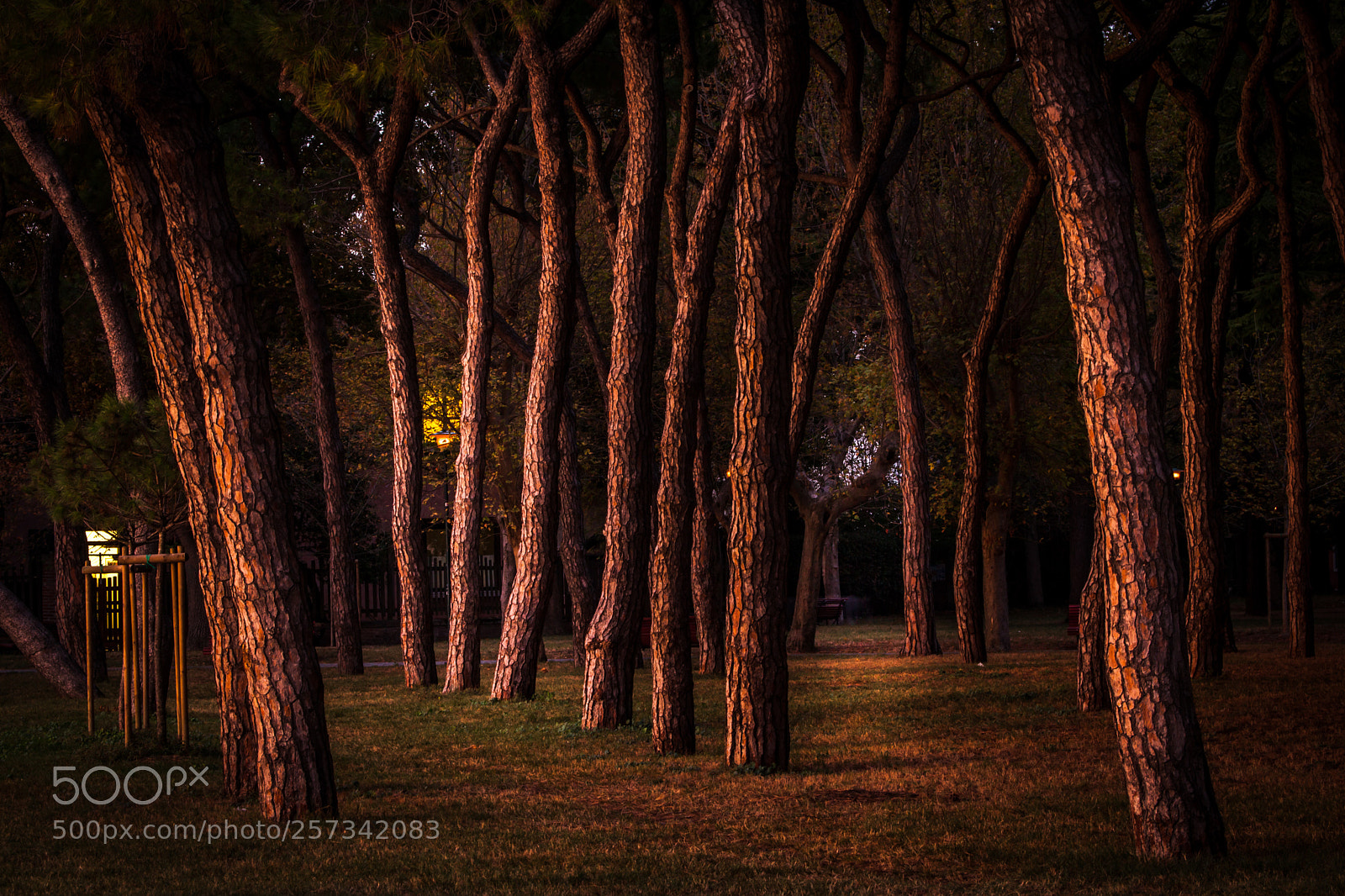 Canon EOS 5D Mark II sample photo. Venice pines photography
