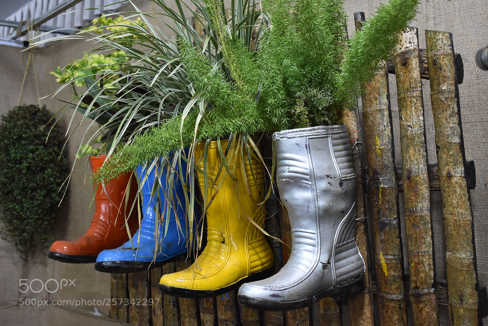 Nikon D3400 sample photo. Shoe plants photography