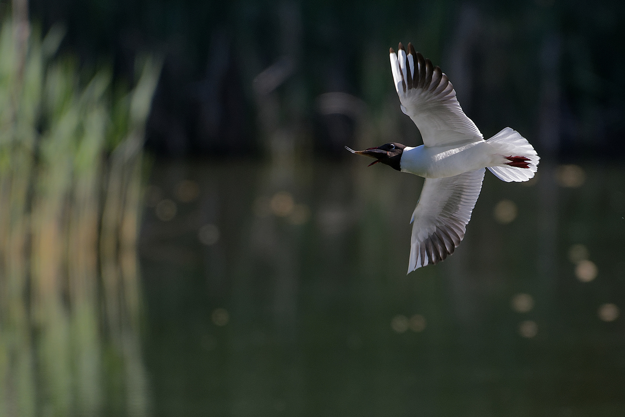 Nikon AF-S Nikkor 200-500mm F5.6E ED VR sample photo. Mouette rieuse en plein repas photography