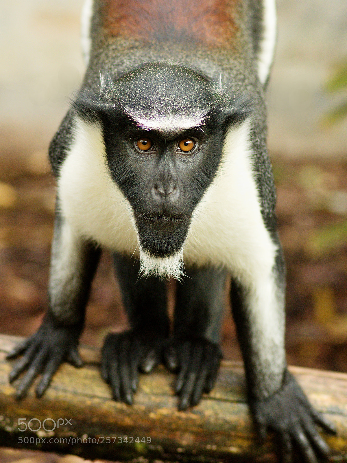 Nikon D7200 sample photo. Portrait of a diana photography