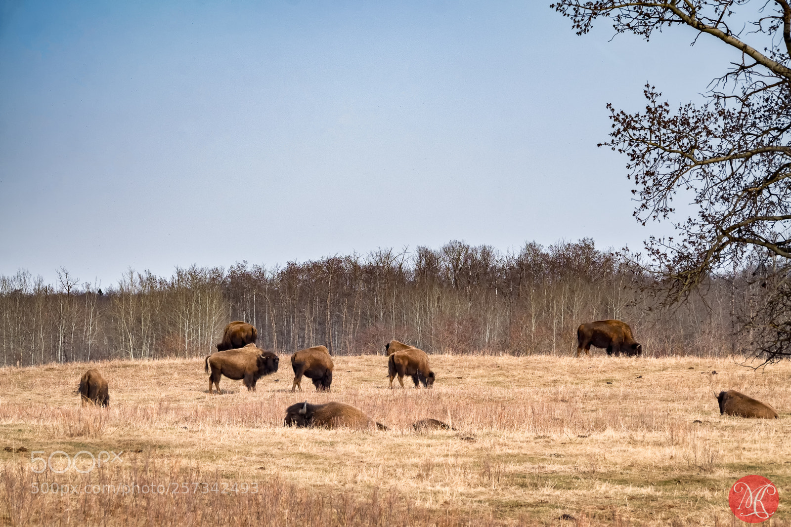 Fujifilm X-T1 sample photo. Spring at elk island 1 photography