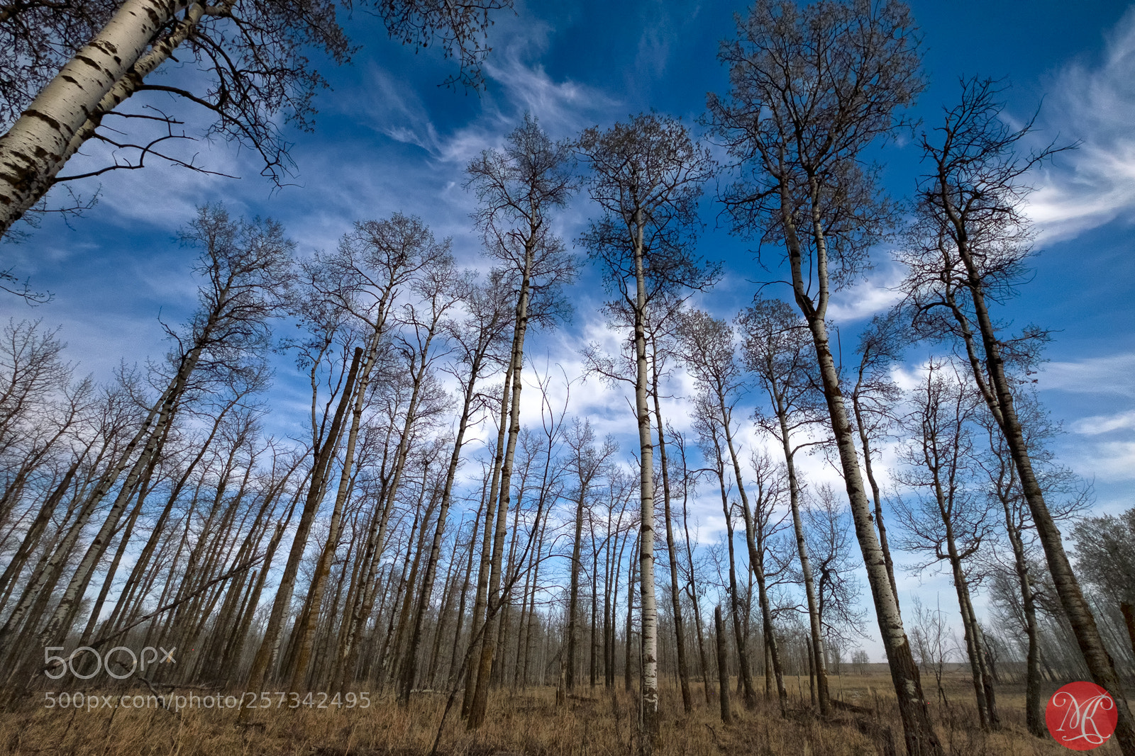 Fujifilm X-T10 sample photo. Spring at elk island 3 photography