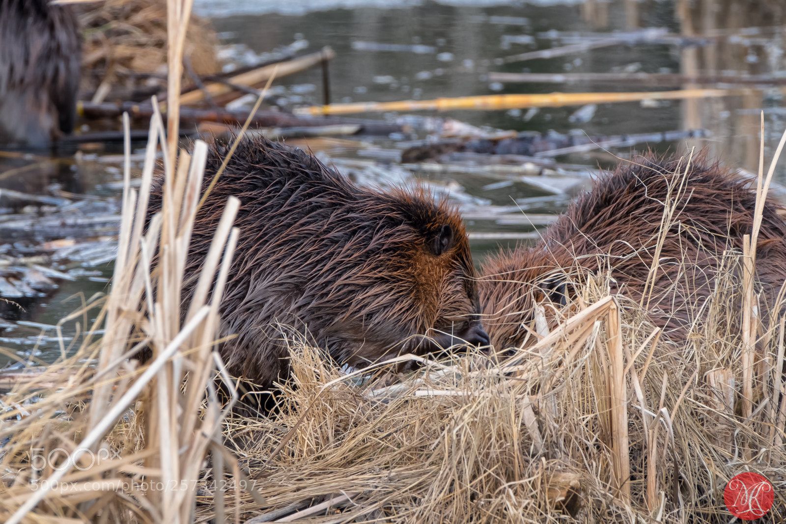 Fujifilm X-T1 sample photo. Spring at elk island 4 photography