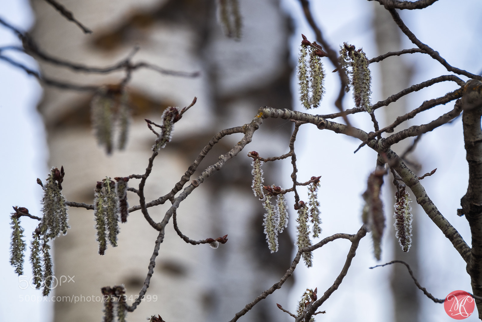 Fujifilm X-T1 sample photo. Spring at elk island 2 photography