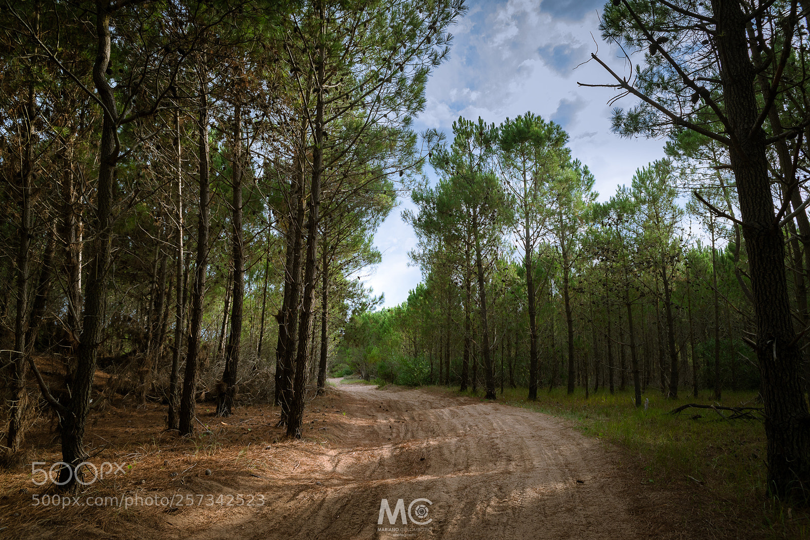Nikon D610 sample photo. A path in the photography
