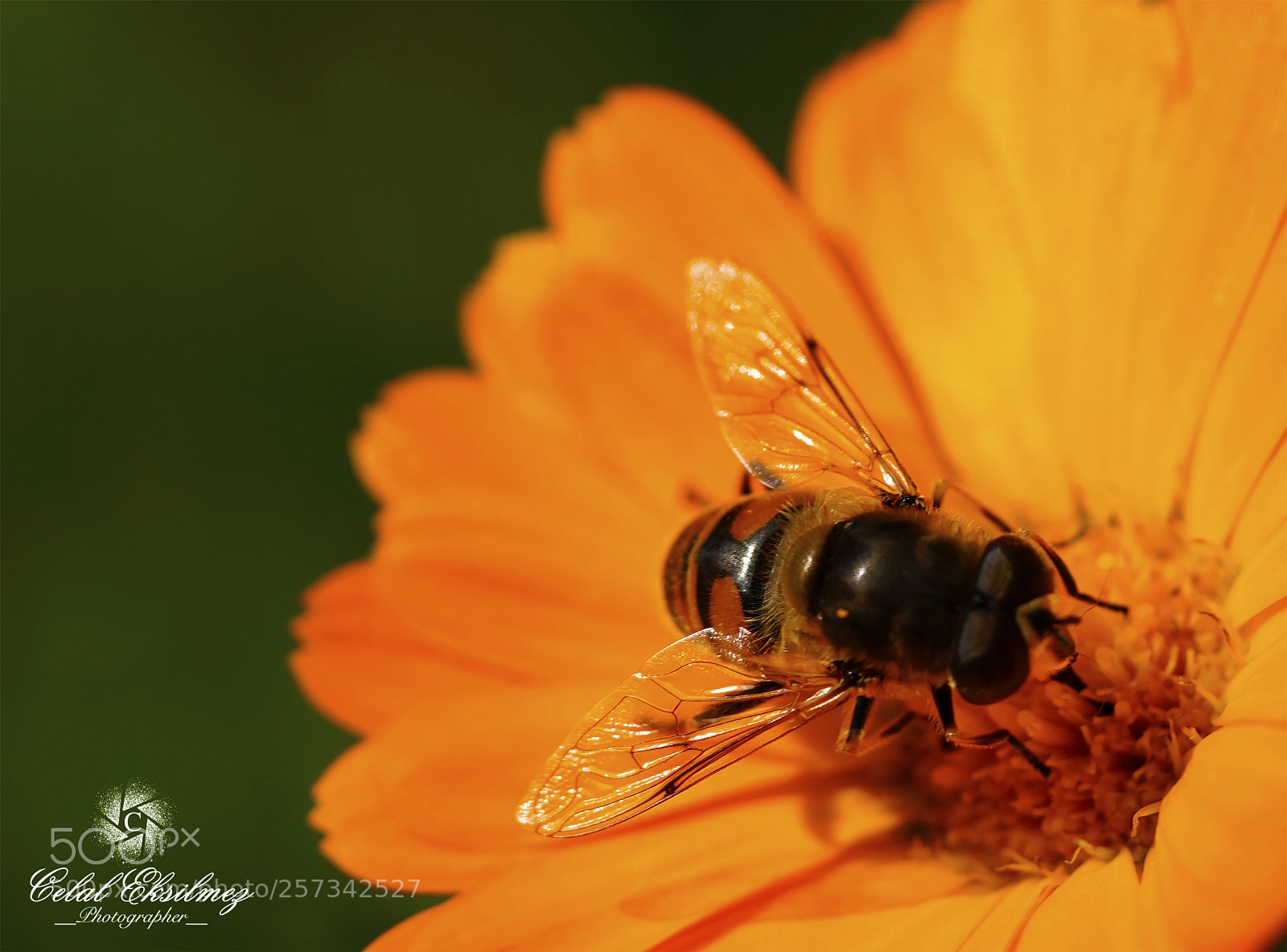 Sony a7R III sample photo. Bee photography