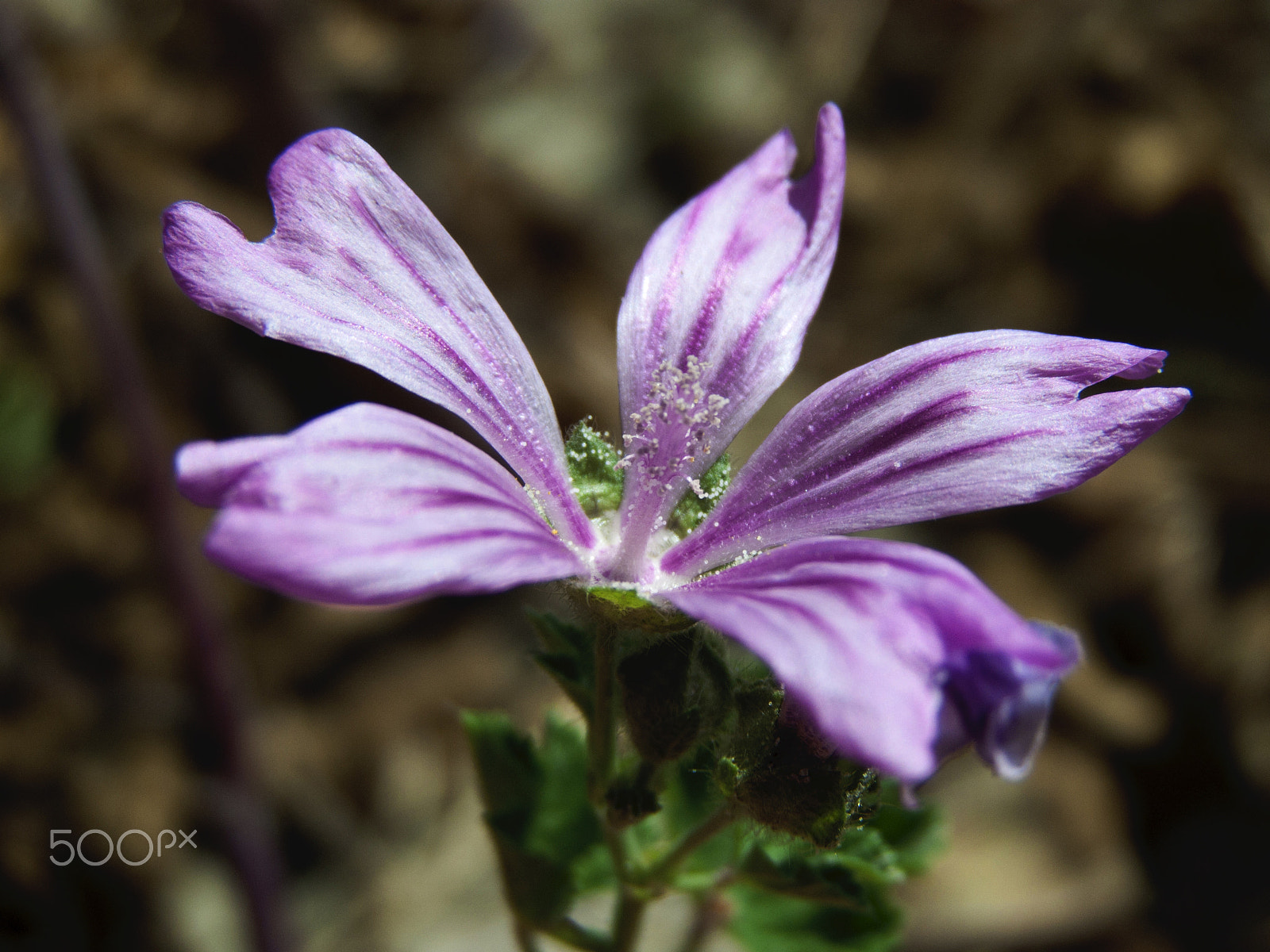 Olympus SP510UZ sample photo. High mallow photography