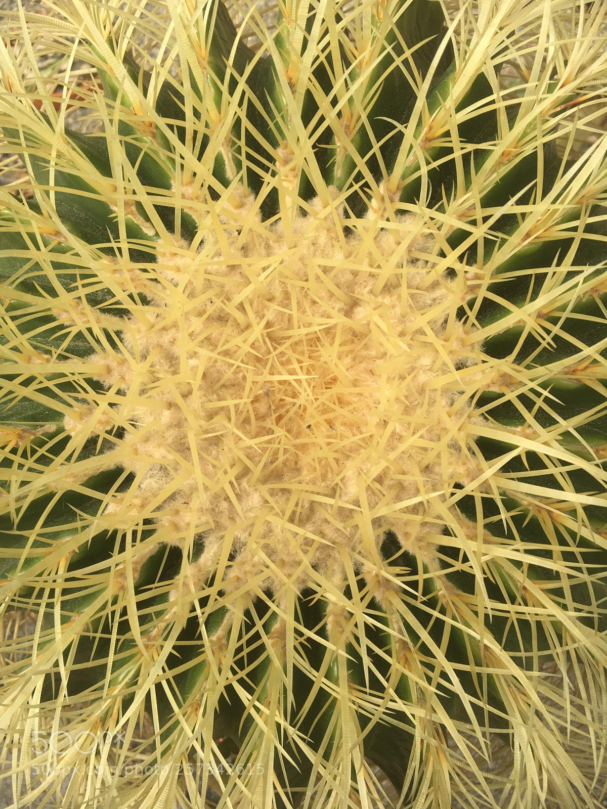Apple iPhone 6s sample photo. Untitled photography