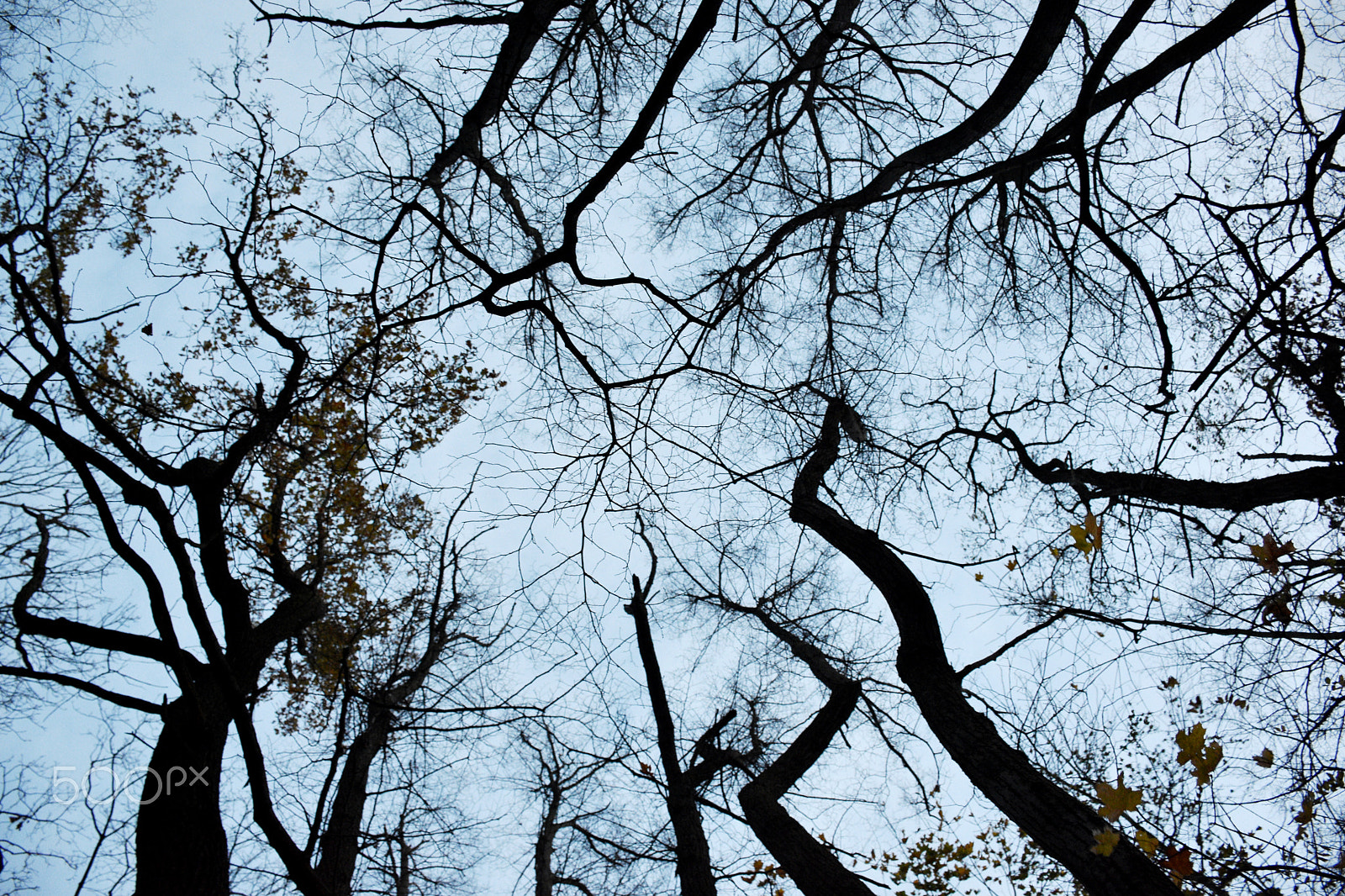 Nikon D7200 sample photo. Roots in the sky photography