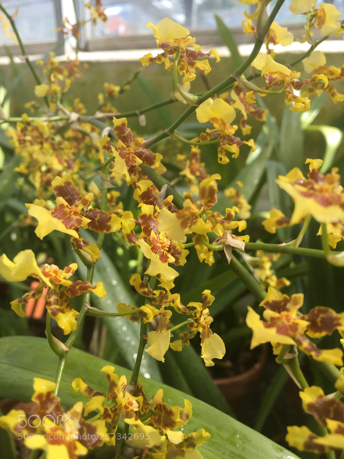 Apple iPhone 6s sample photo. Oncidium photography