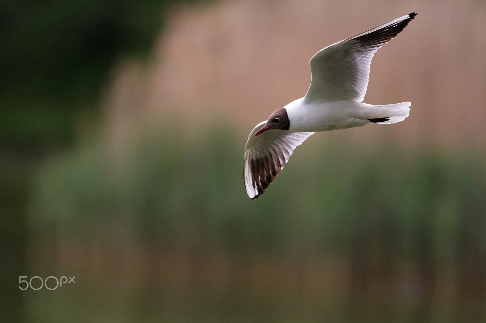 Nikon AF-S Nikkor 200-500mm F5.6E ED VR sample photo. Mouette rieuse photography