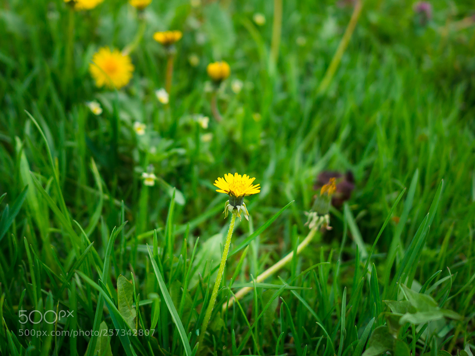Olympus OM-D E-M10 II sample photo. Lonely yellow photography