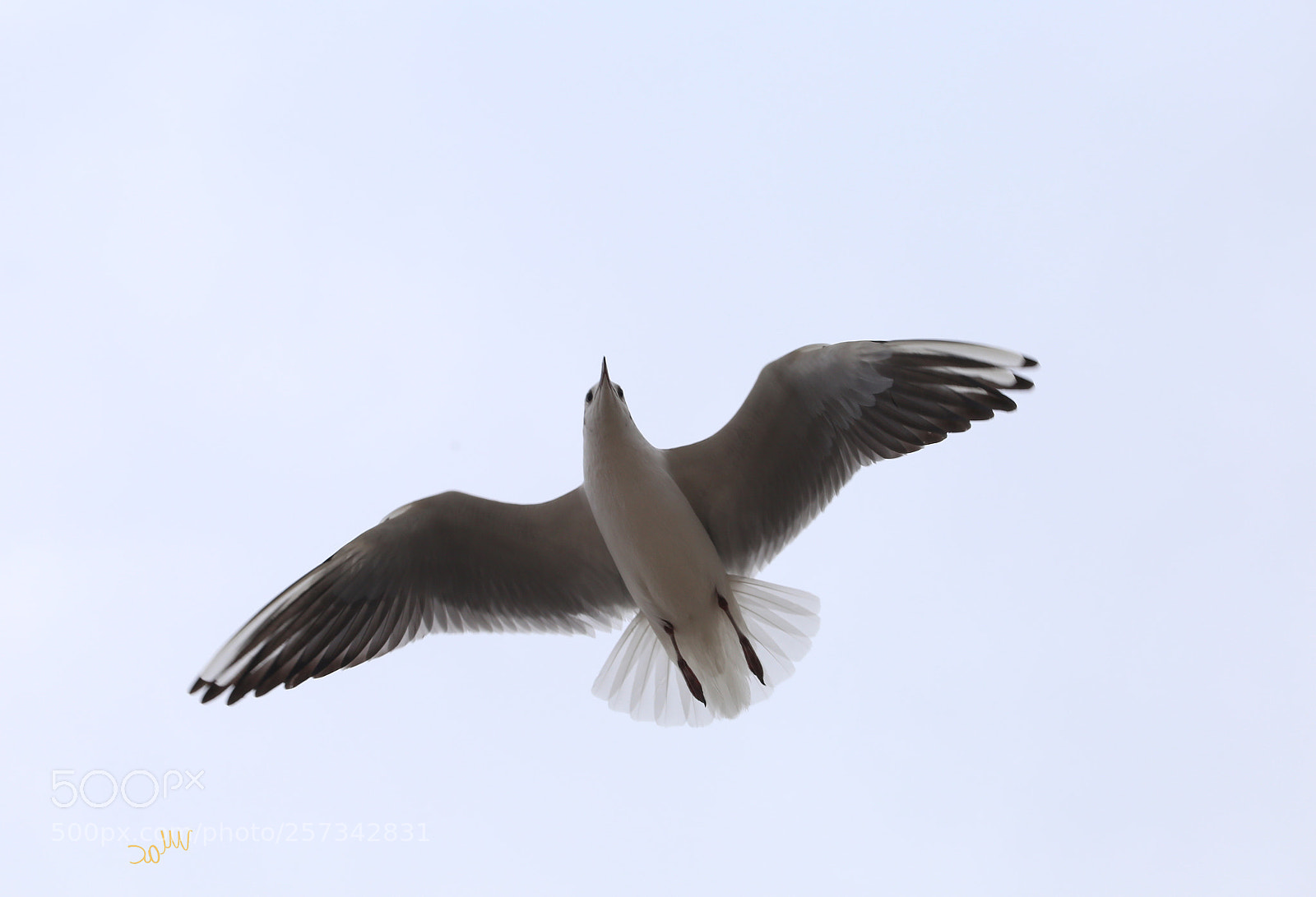 Canon EOS 6D sample photo. Water bird photography
