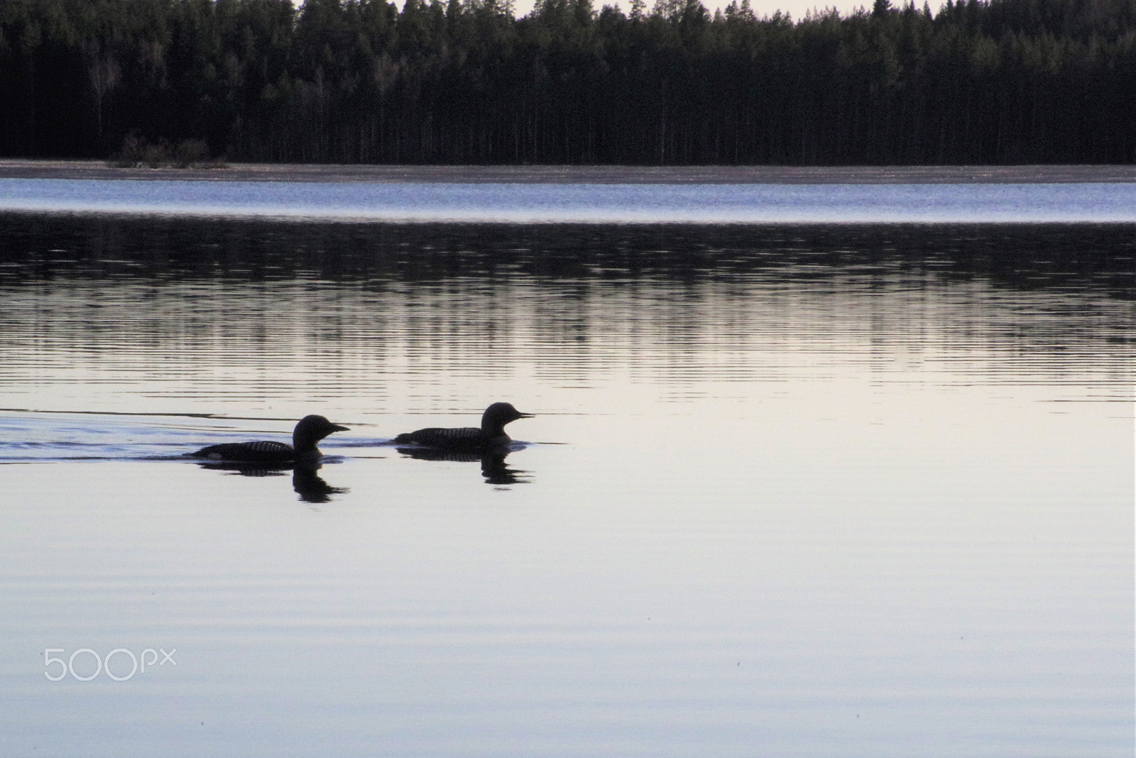 smc PENTAX-F 80-200mm F4.7-5.6 sample photo. Loons photography