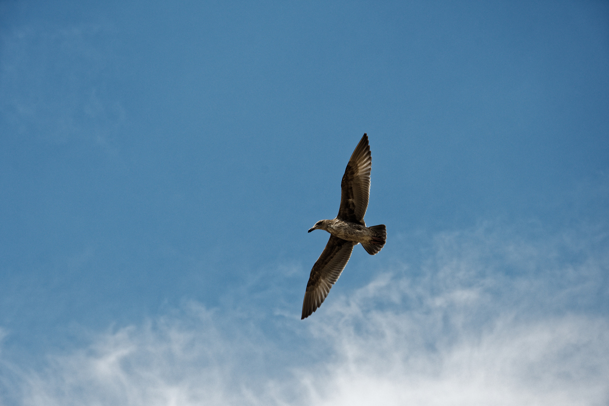 Nikon D500 sample photo. Seagulls photography