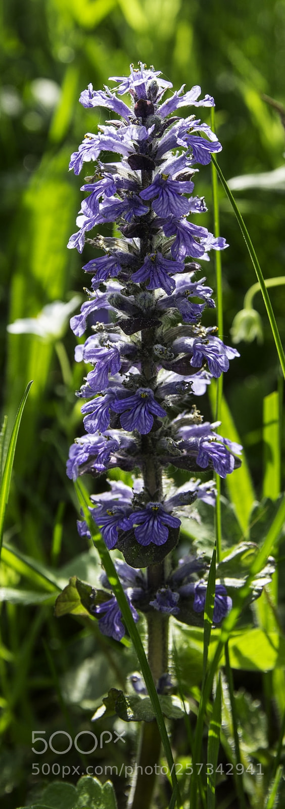 Canon EOS 1200D (EOS Rebel T5 / EOS Kiss X70 / EOS Hi) sample photo. Ajuga reptans photography