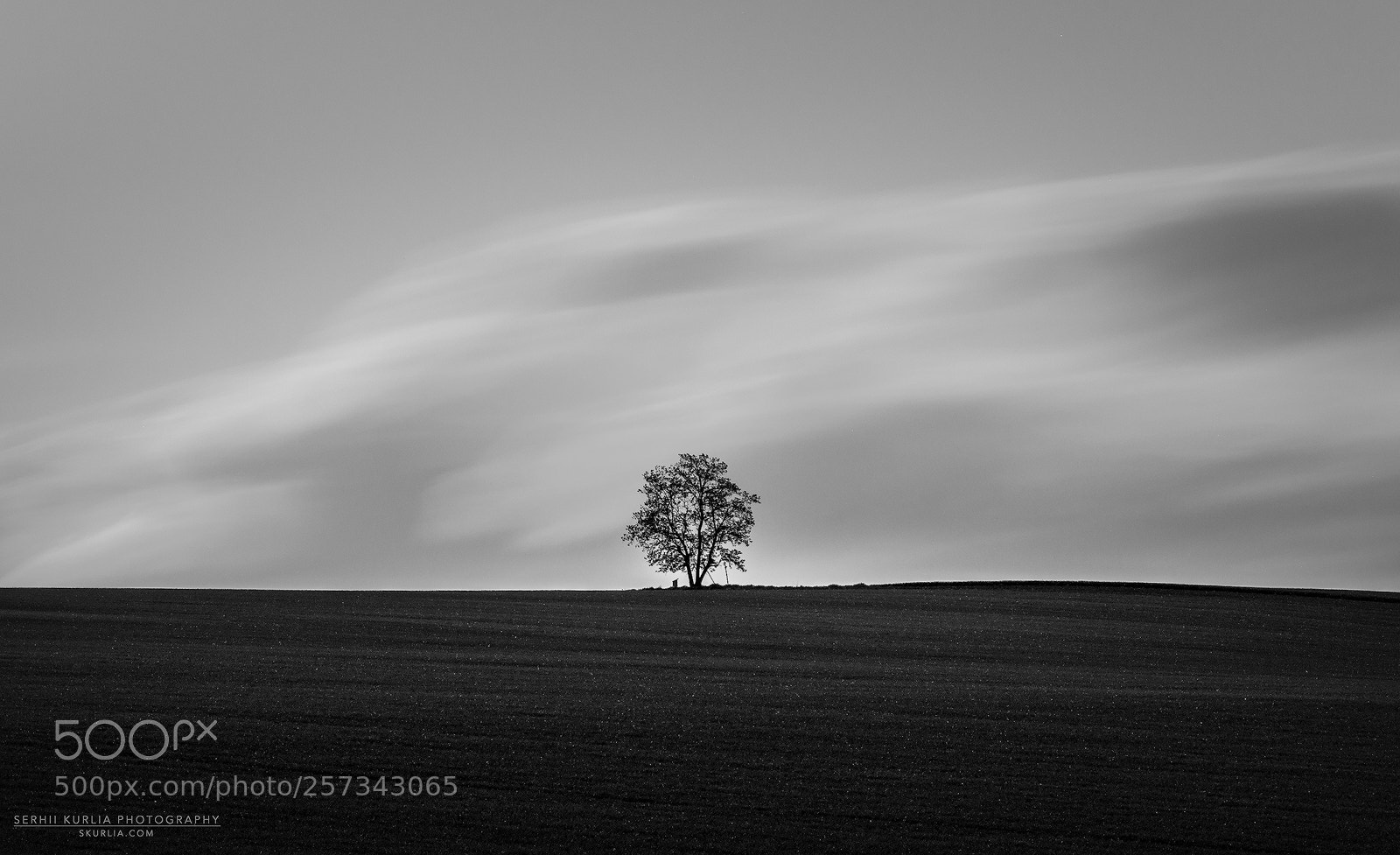 Olympus OM-D E-M1 Mark II sample photo. Lonely tree photography