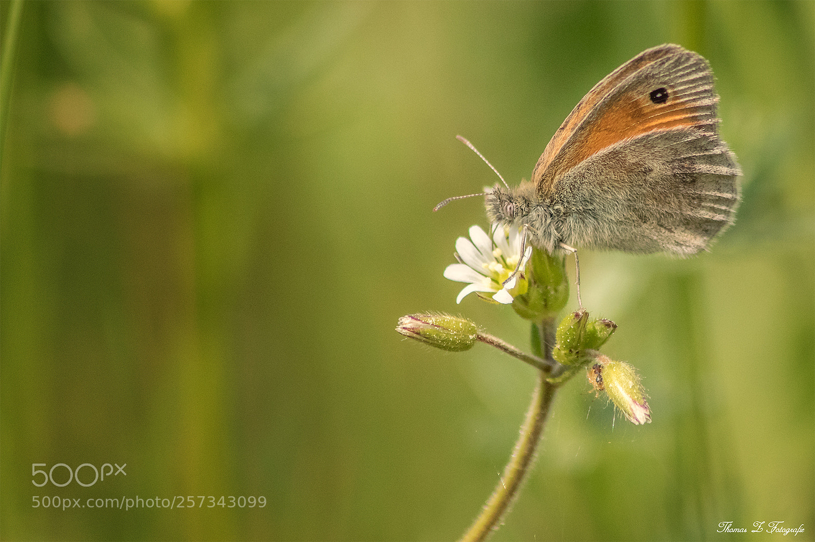 Canon EOS 750D (EOS Rebel T6i / EOS Kiss X8i) sample photo. Butterfly photography