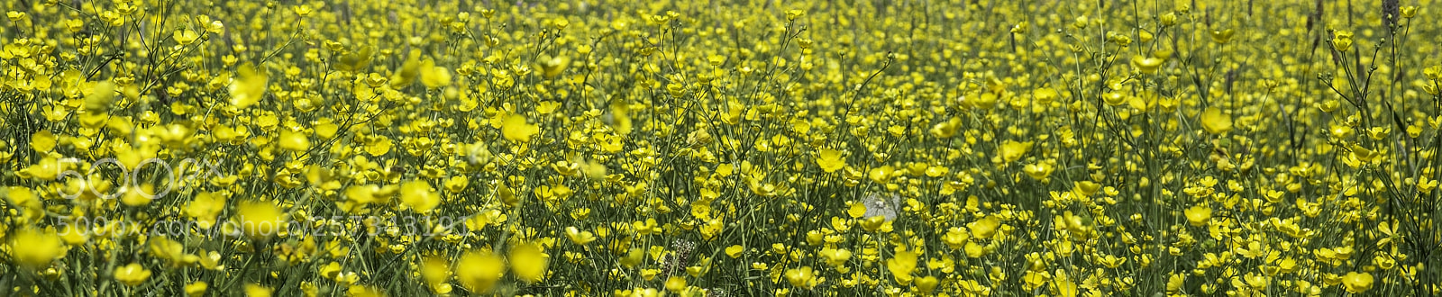 Canon EOS 1200D (EOS Rebel T5 / EOS Kiss X70 / EOS Hi) sample photo. Flower field with ranunculus photography