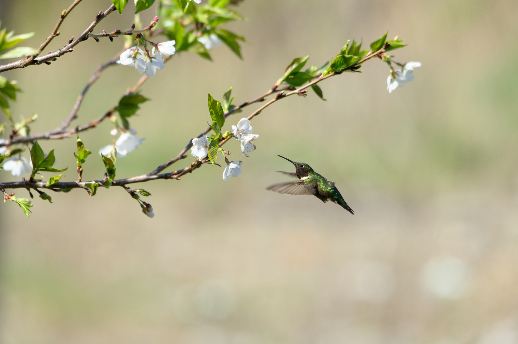 Pentax KP + Sigma 120-400mm F4.5-5.6 DG OS HSM sample photo. Ruby throated hummingbird photography