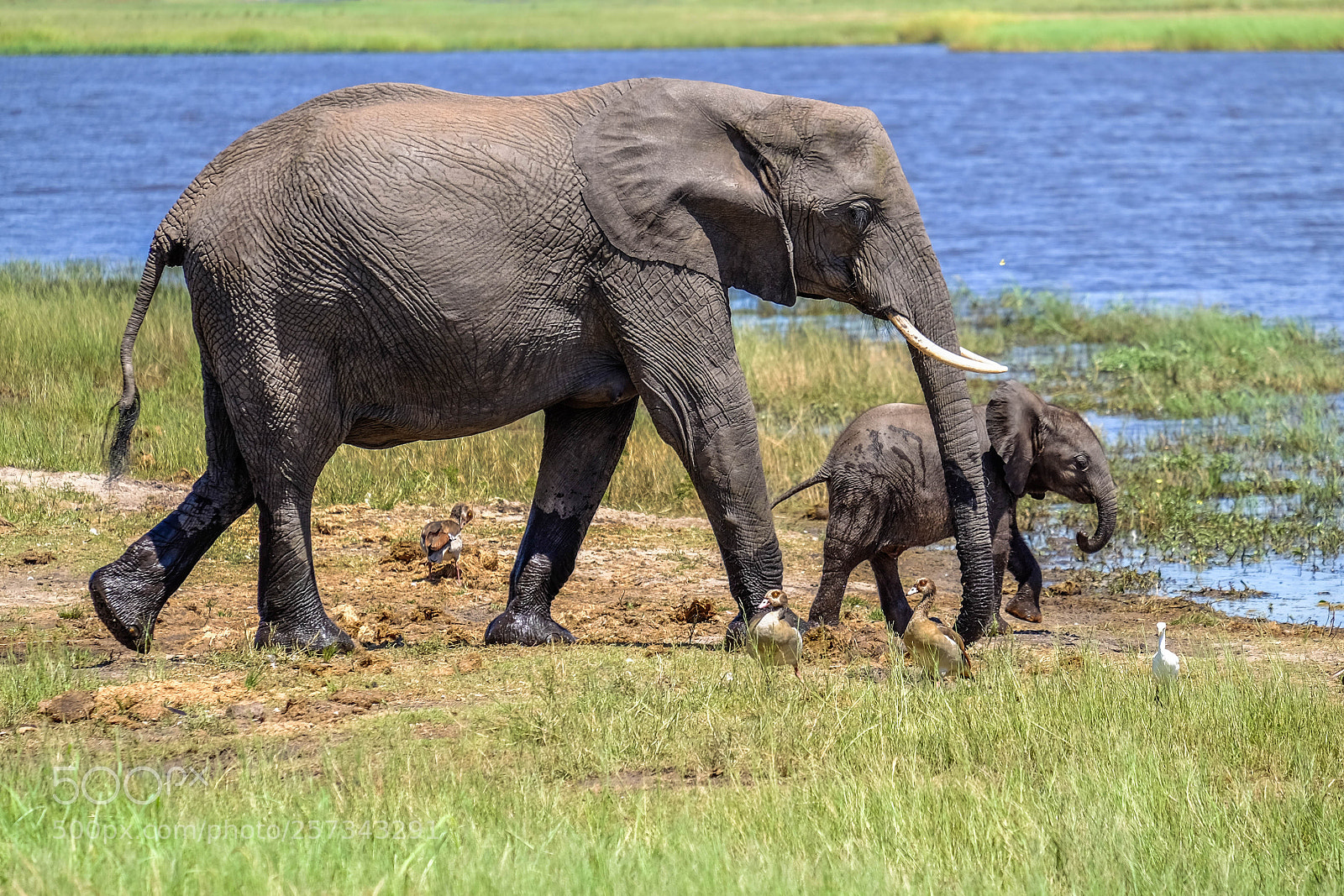 Fujifilm X-T1 sample photo. Elephant mother with baby photography