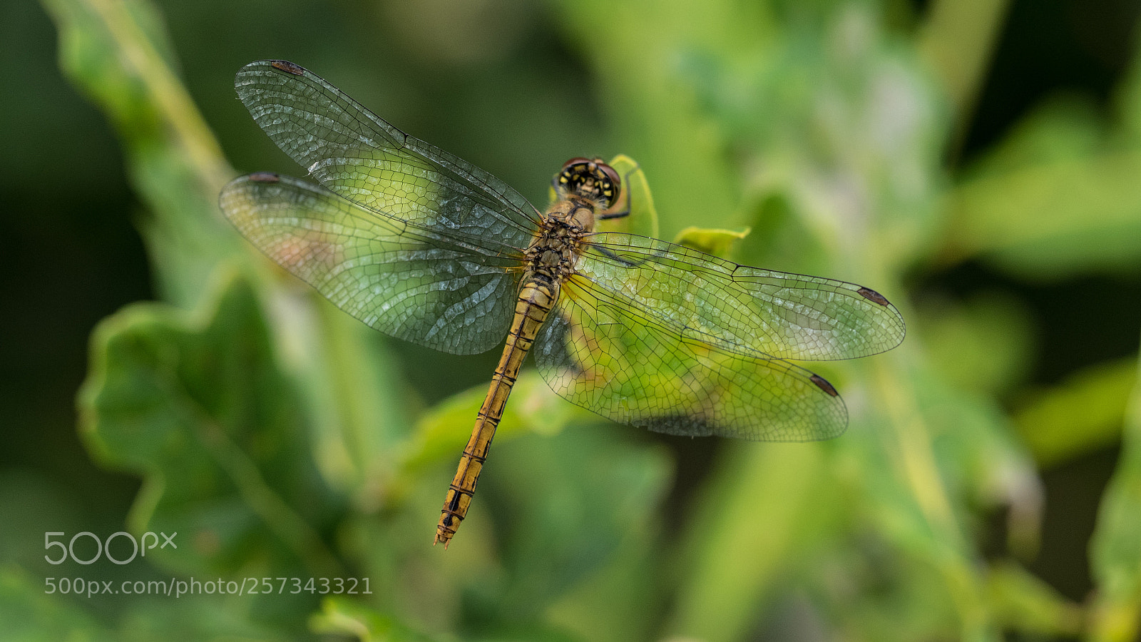 Olympus OM-D E-M1 sample photo. Blodr d hedelibel sympetrum photography