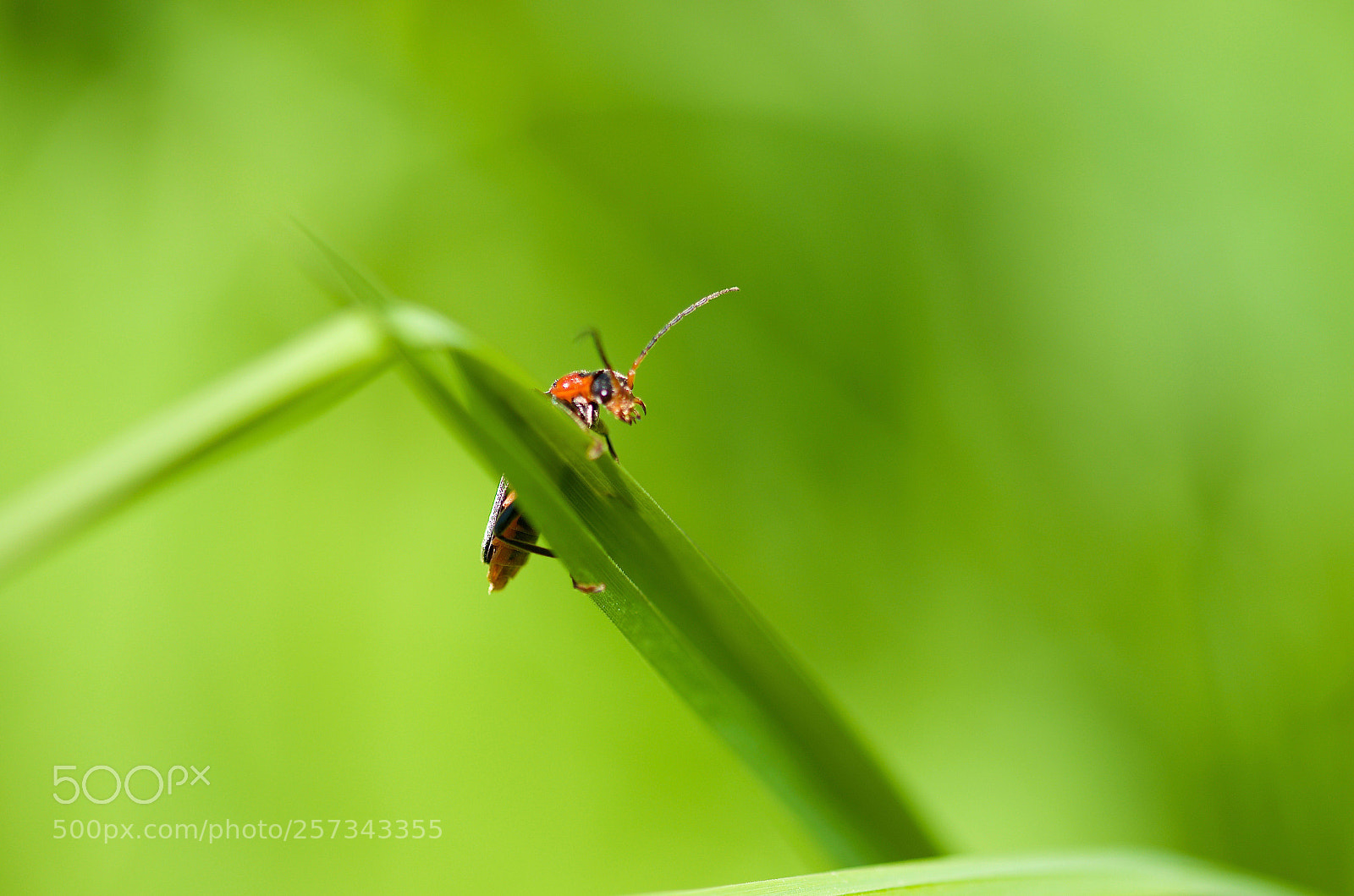 Nikon D7000 sample photo. Into the green photography