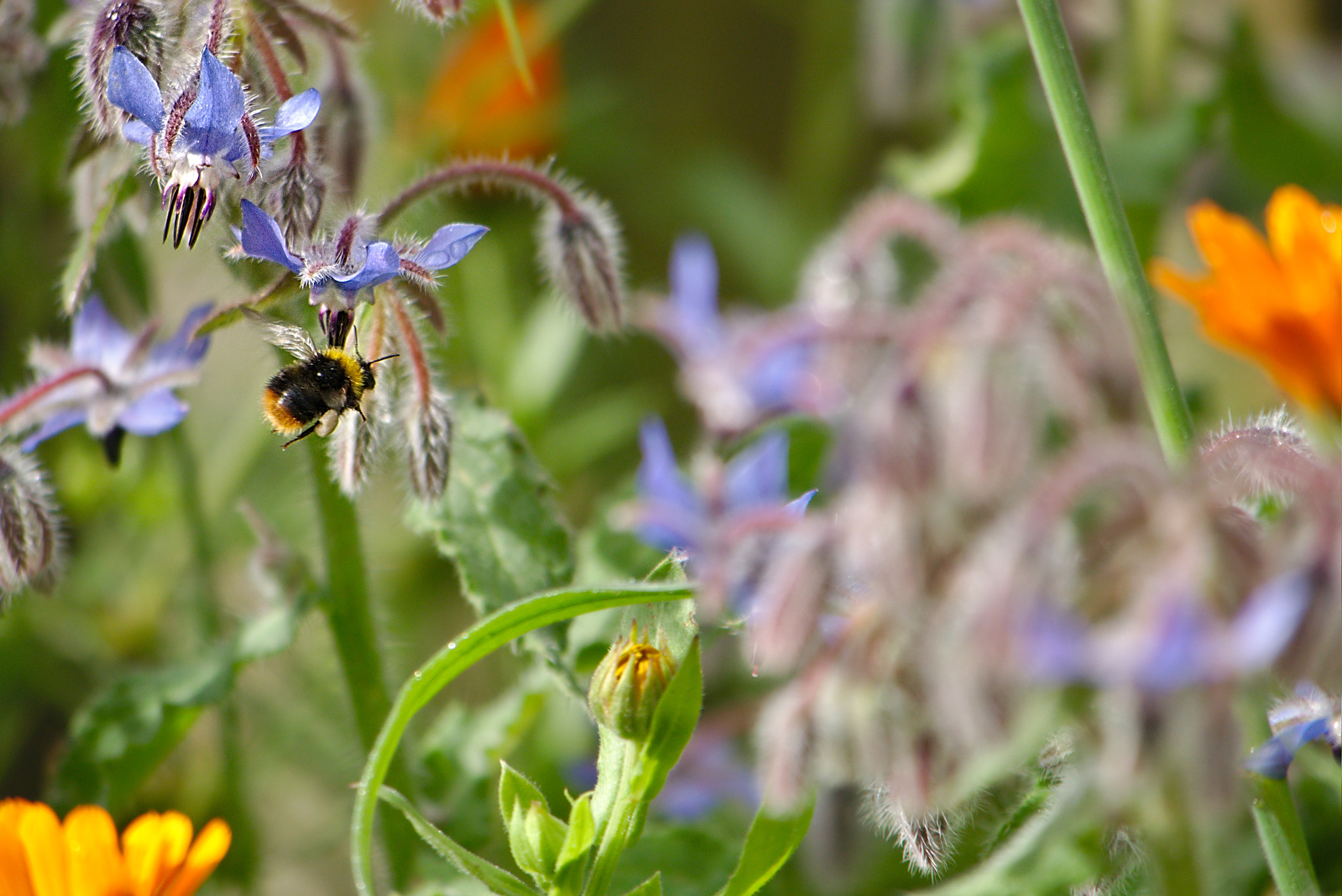 Panasonic Lumix DMC-GM1 sample photo. 2018 05 09 06 bombus_borago officinalis.jpg photography