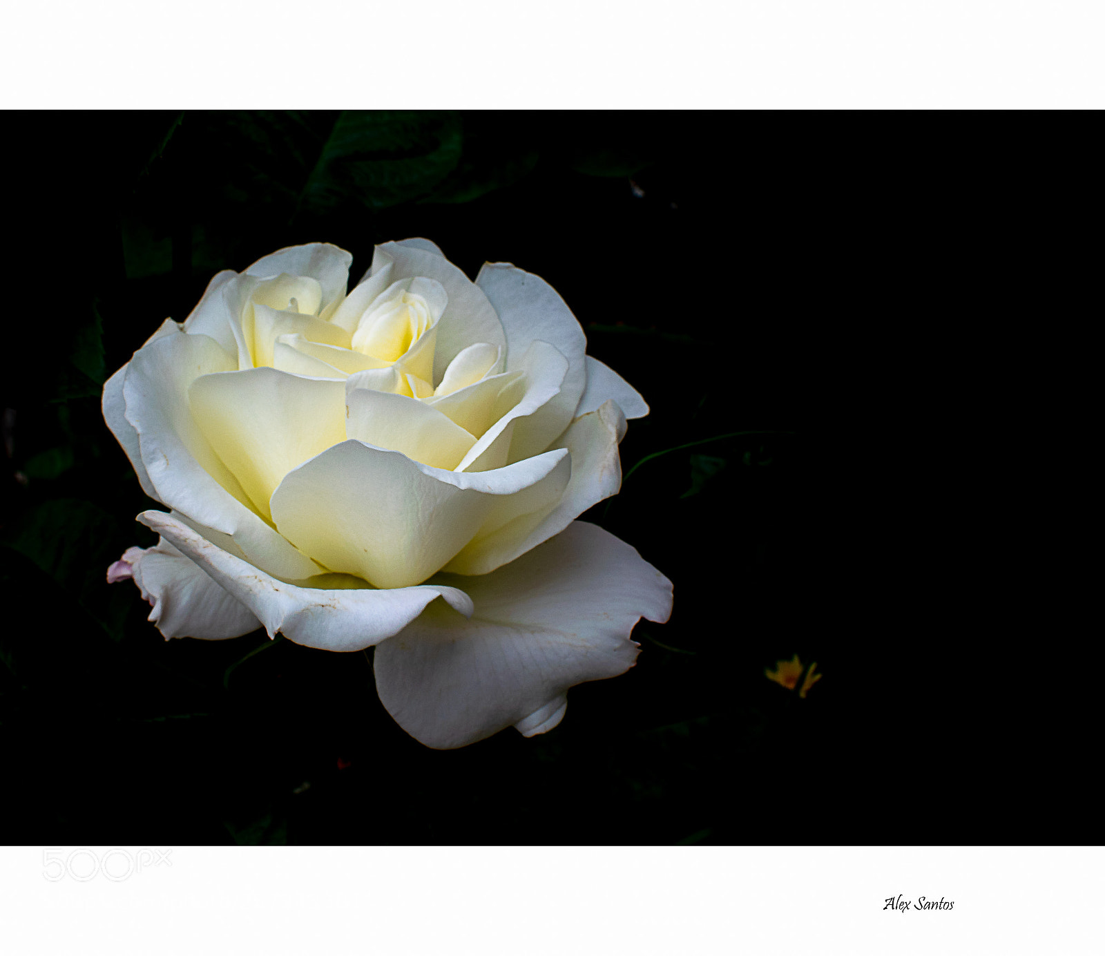 Nikon D5300 sample photo. Rosa photography