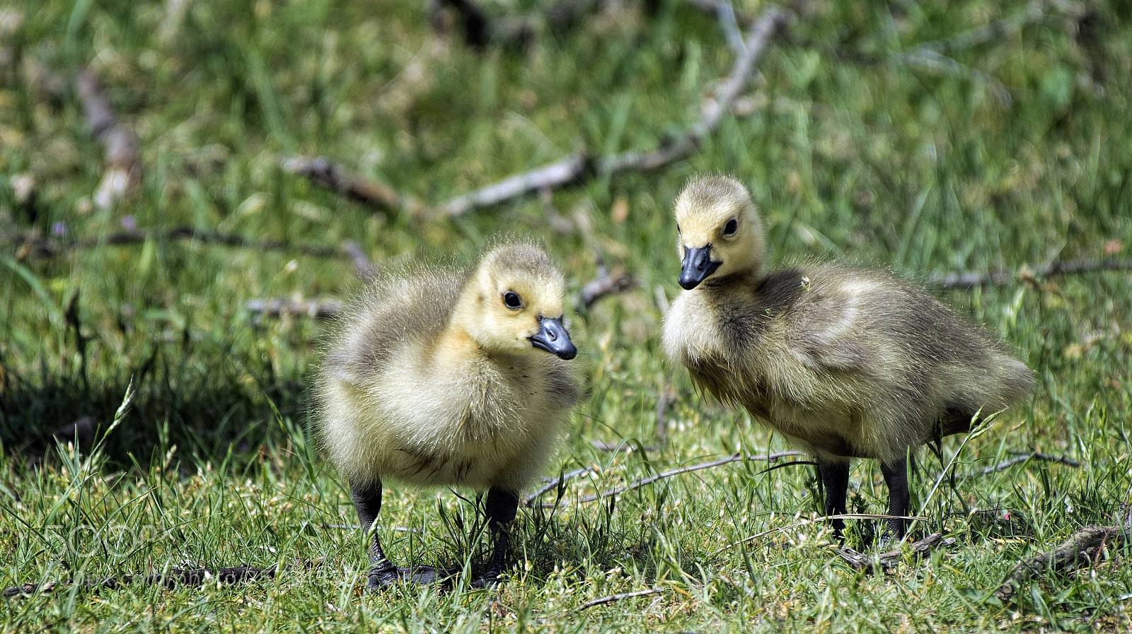 Nikon D850 sample photo. Young canadian gooses photography