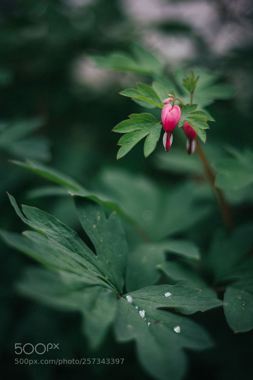 Canon EOS 6D sample photo. Flowers after rain photography