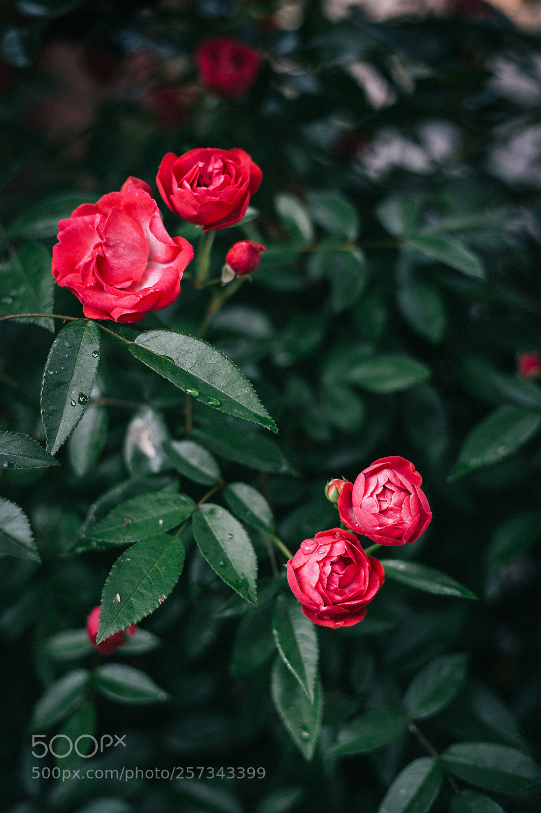 Canon EOS 6D sample photo. Roses and rain photography