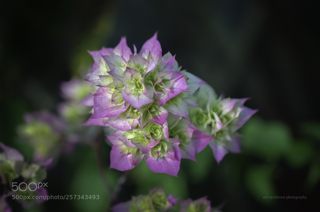 Nikon D7000 sample photo. Bougainvillea photography