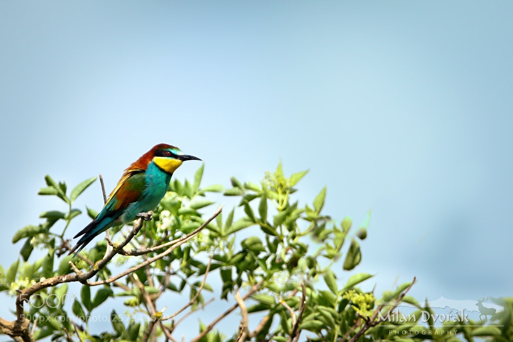 Canon EOS 7D Mark II sample photo. Met a beautiful colorful photography