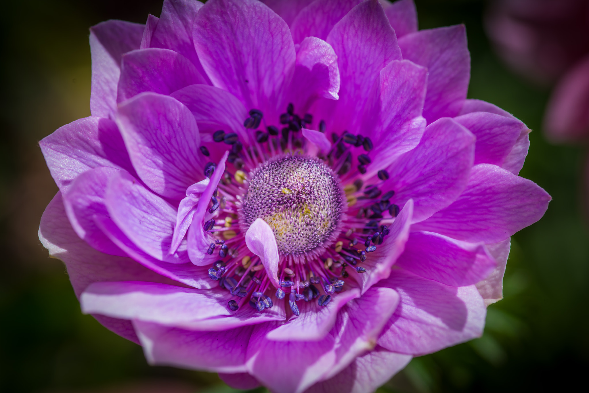 Pentax K-1 Mark II sample photo. Purple anemone photography
