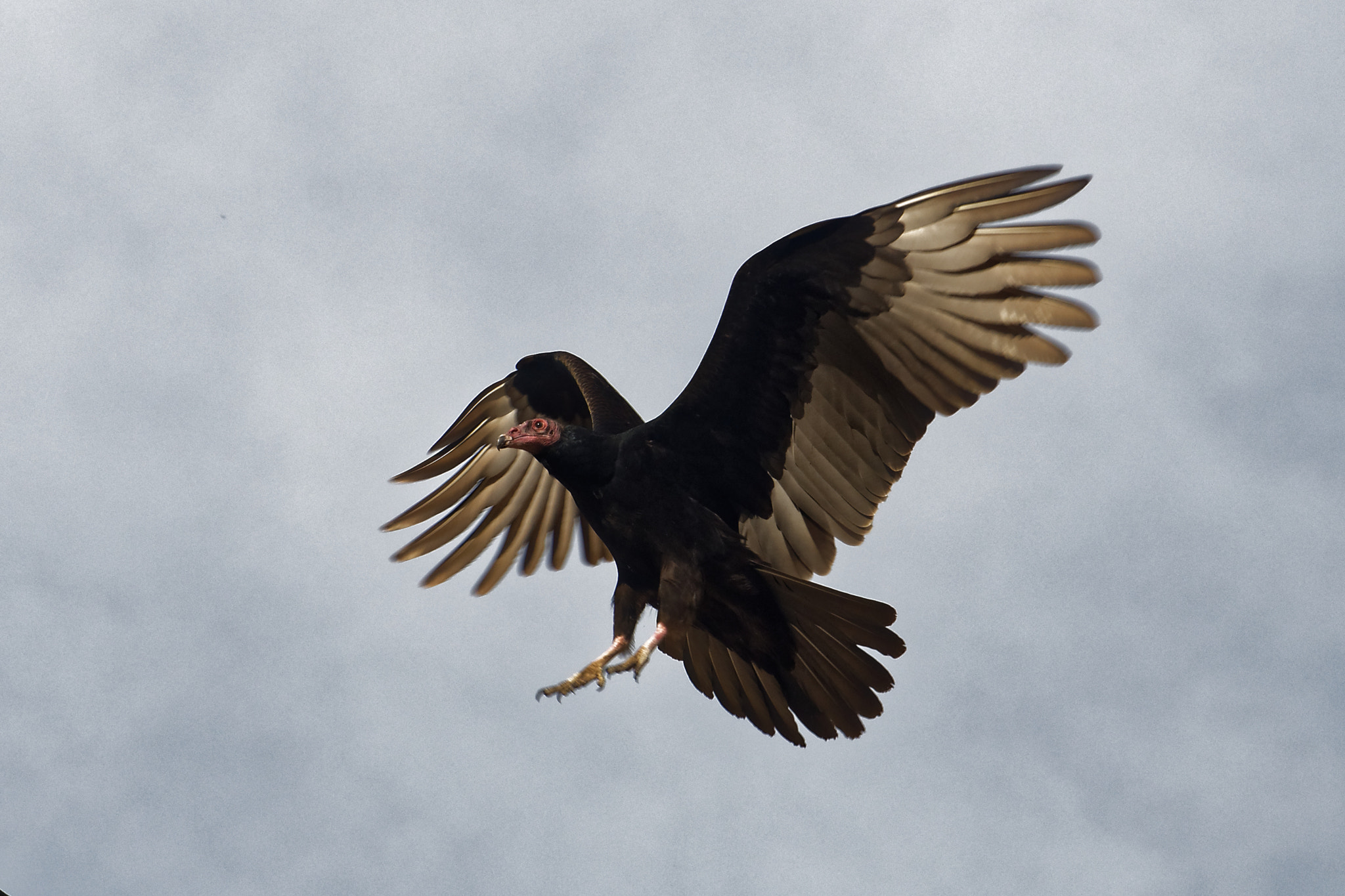 Nikon D500 sample photo. Turkey eagle photography